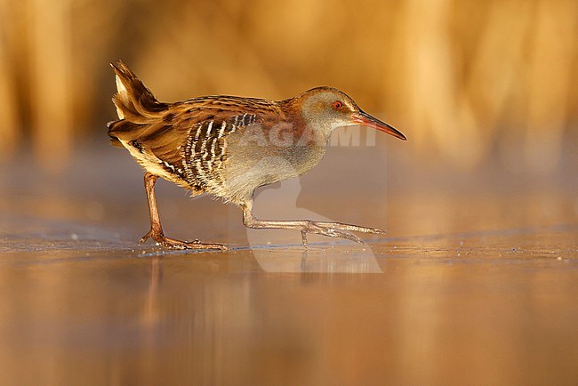 Water Rail on the ice stock-image by Agami/Chris van Rijswijk,