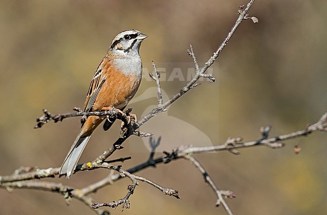 Adult male Rock Bunting (Emberiza cia) in Italy during autumn. stock-image by Agami/Alain Ghignone,