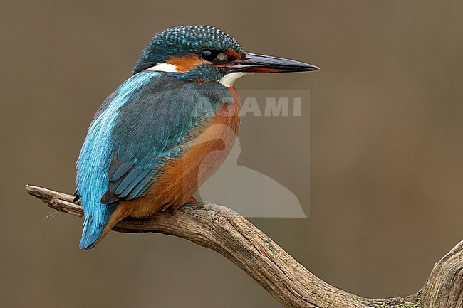 Juvenile or female Common Kingfischer (Alcedo atthis) perching on a branch stock-image by Agami/Mathias Putze,