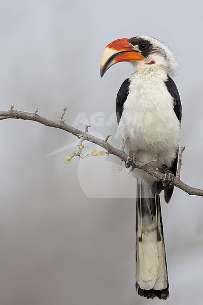 Von der Decken's hornbill (Tockus deckeni) perched in a tree in Tanzania. stock-image by Agami/Dubi Shapiro,