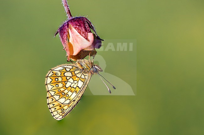 Side view of a Bog Fritillary Hanging on a flower stock-image by Agami/Onno Wildschut,