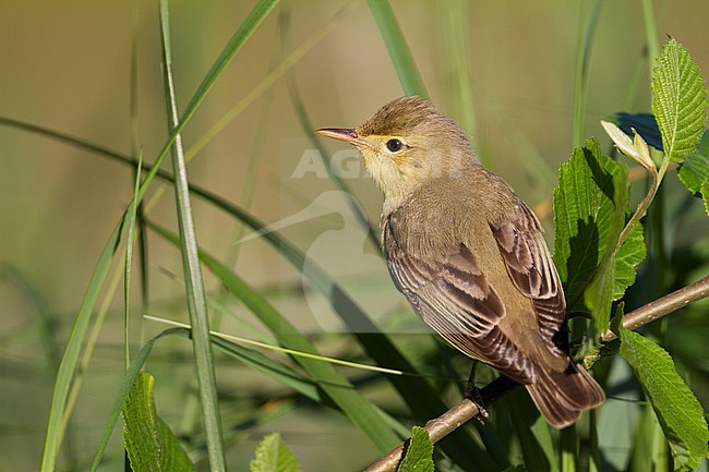 Icterine Warbler - Gelbspötter - Hippolais icterina, Germany stock-image by Agami/Ralph Martin,