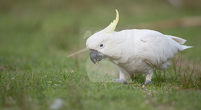 Sulphur-crested Cockatoo (Cacatua galerita) in Royal National Park, Australia. Standing on the ground. stock-image by Agami/Ian Davies,