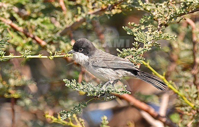 Arabian Warbler (Curruca leucomelaena) in December in Israel stock-image by Agami/Eduard Sangster,