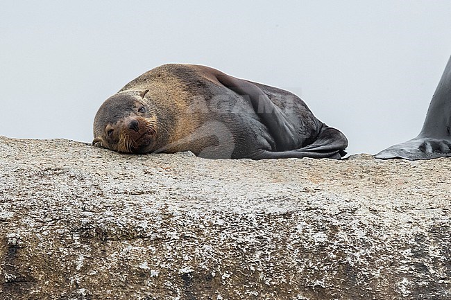 Cape Fur Seal (Arctocephalus pusillus), female resting on a rock, Western Cape, South Africa stock-image by Agami/Saverio Gatto,