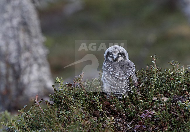 Northern Hawk-Owl (Surnia ulula) chick at Dividalen, Troms, in Norway. stock-image by Agami/Helge Sorensen,