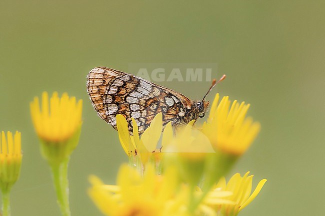 Nickerl's Fritillary, Melitaea aurelia stock-image by Agami/Wil Leurs,