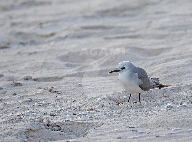 Blue Noddy, Anous ceruleus. Photographed during a Pitcairn Henderson and The Tuamotus expedition cruise. Also known as Blue-grey Noddy. stock-image by Agami/Pete Morris,