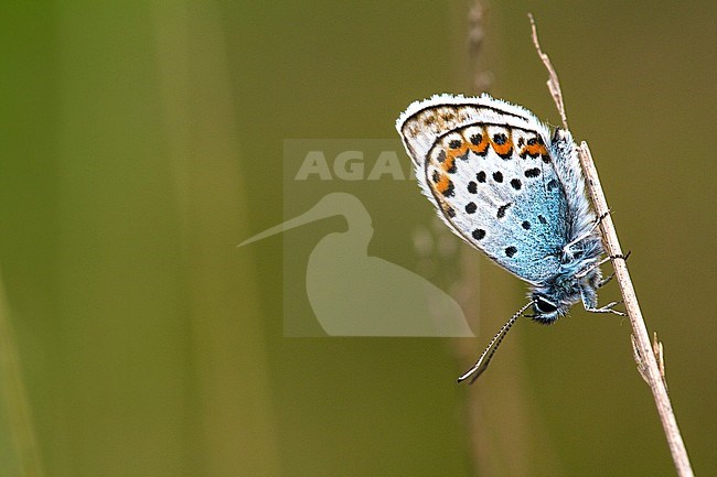 Heideblauwtje / Silver-studded Blue (Plebejus argus) stock-image by Agami/Wil Leurs,
