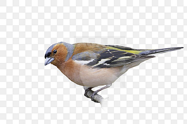 Mannetje Vink op een tak; Male Common Chaffinch perched on a branch stock-image by Agami/Markus Varesvuo,