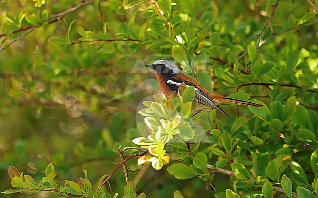Eversmann's Redstart (Phoenicurus erythronotus) perched in a bush stock-image by Agami/Thierry Quelennec,