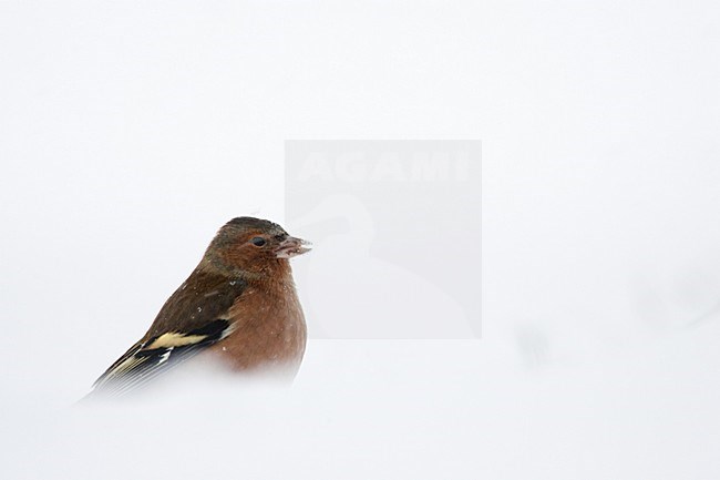 Mannetje Vink in de winter; Male Common Chaffinch in winter stock-image by Agami/Menno van Duijn,