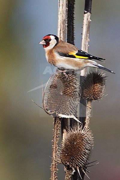 Putter zittend op kaardebol; European Goldfinch perched om Teasel stock-image by Agami/Rob Olivier,