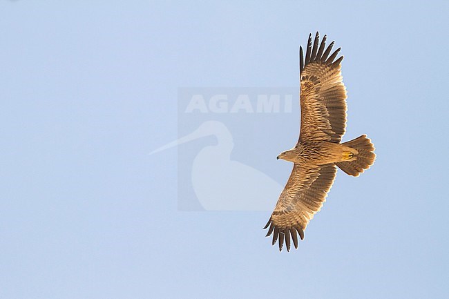 Eastern Imperial Eagle - Kaiseradler - Aquila heliaca, Oman, 2nd cy stock-image by Agami/Ralph Martin,