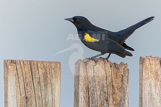 Yellow-shouldered Blackbird (Agelaius xanthomus) Perched on top of a post in Puerto Rico stock-image by Agami/Dubi Shapiro,