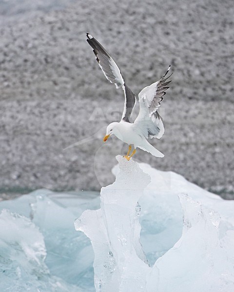 Kleine Mantelmeeuw op ijsschots; Lesser Black-backed Gull on iceberg stock-image by Agami/Markus Varesvuo,