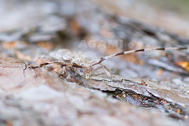 Acanthocinus aedilis - Timberman beetle - Zimmermannsbock, Germany, imago, male stock-image by Agami/Ralph Martin,