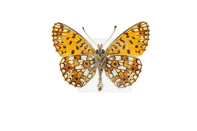 Small Pearl Bordered Fritillary; Zilveren maan; Boloria selene stock-image by Agami/Wil Leurs,