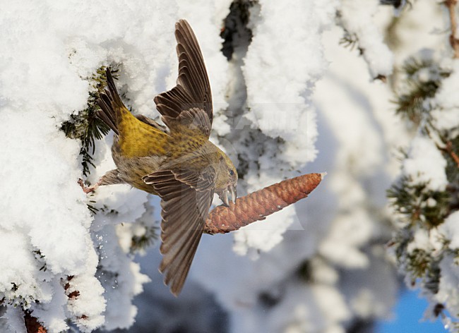 Vliegend vrouwtje Kruisbek met sparrekegel in de winter;  Female Red Crossbill in winter with spruce cone flying stock-image by Agami/Markus Varesvuo,