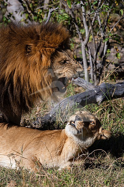 Lions, Panthera leo, mating. Moremi Game Reserve, Okavango Delta, Botswana stock-image by Agami/Sergio Pitamitz,