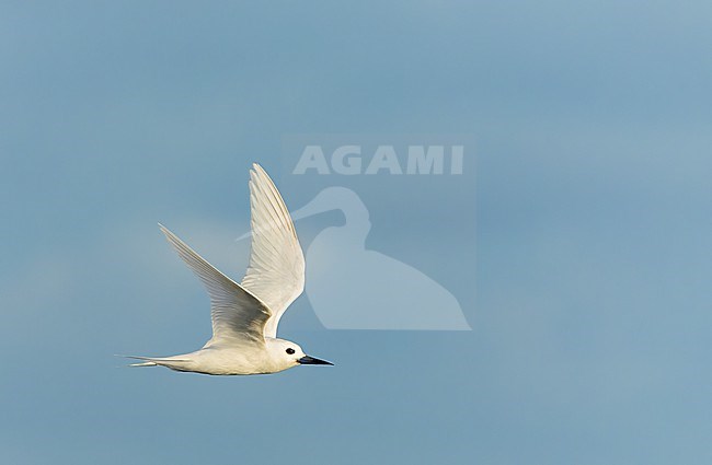 Indo-pacific White Tern (Gygis (alba) candida) in flight off Norfolk island, Australia. stock-image by Agami/Marc Guyt,