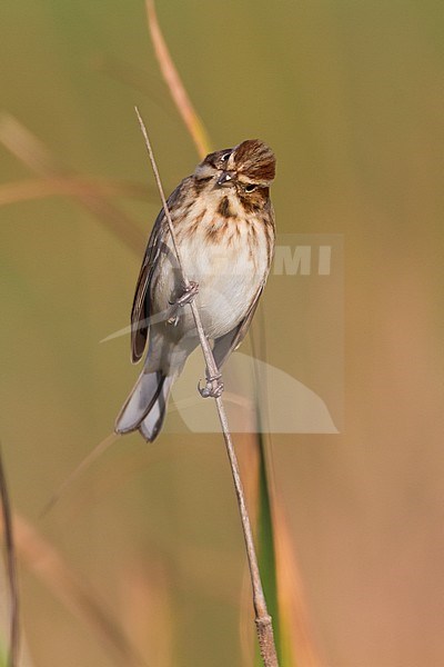 Reed Bunting (Emberiza schoeniclus), adult female in winter plumage perched on a stem stock-image by Agami/Saverio Gatto,