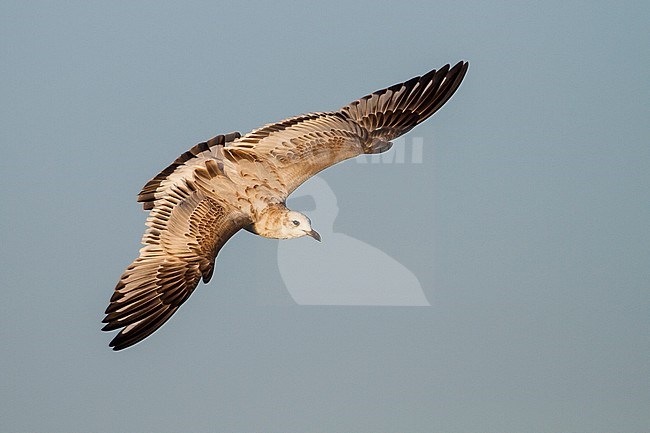 Mediterranean Gull - Schwarzkopfmöwe - Larus melanocephalus, Switzerland, 1st cy stock-image by Agami/Ralph Martin,