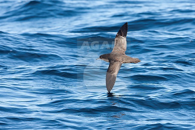 Dunbekpijlstormvogel in de vlucht; Short-tailed Shearwater in flight stock-image by Agami/Martijn Verdoes,