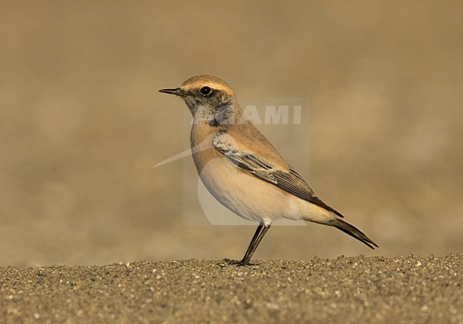 Desert Wheatear on beach of IJmuiden, Netherlands ; Woestijntapuit op het strand van IJmuiden stock-image by Agami/Marc Guyt,