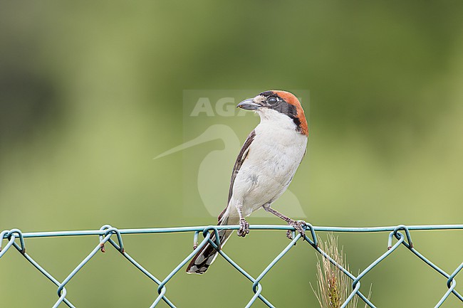  stock-image by Agami/Jacob Garvelink,