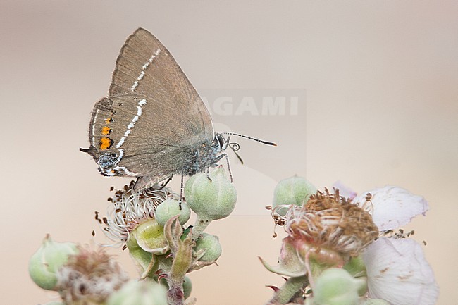 Satyrium spini - Blue-spot Hairstreak - Kreuzdorn-Zipfelfalter, Croatia, imago stock-image by Agami/Ralph Martin,