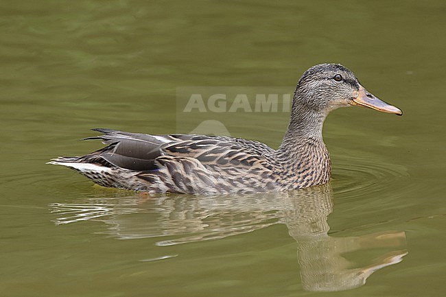 Swimming adult female Mallard (Anas platyrhynchos) stock-image by Agami/Mathias Putze,