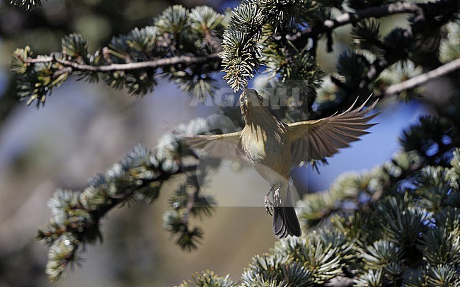 Canary Islands Chiffchaff (Phylloscopus canariensis canariensis) catching insects on the wings at El Portillo, Tenerife, Canary Islands stock-image by Agami/Helge Sorensen,