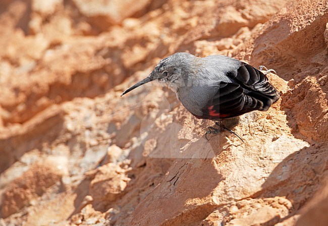 Rotskruiper foeragerend tegen rotswand; Wallcreeper foraging against cliff stock-image by Agami/Markus Varesvuo,