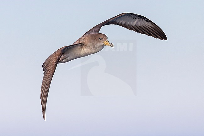 An adult Scopoli's shearwater fills the frame flying. It is seen from the side with a clear blue sky behind it. Scopoli's Shearwaters breed on rocky islands and on steep coasts in the Mediterranean but outside the breeding season it forages in the Atlantic. stock-image by Agami/Jacob Garvelink,