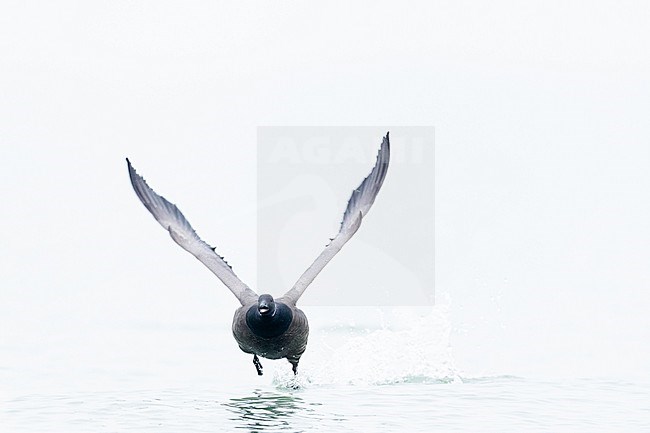  stock-image by Agami/Menno van Duijn,
