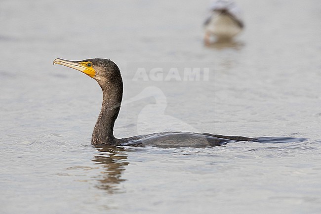 Continental Great Cormorant (Phalacrocorax carbo sinensis), side view of a juvenile swimming in the water, Campania, Italy stock-image by Agami/Saverio Gatto,