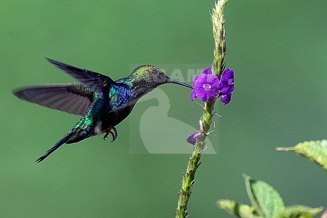 A male Fork-tailed Woodnymph (Thalurania furcata) is foraging on a flower showing of its iredescent side feathers. stock-image by Agami/Jacob Garvelink,