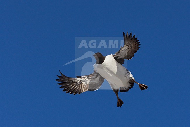 Zeekoet, Common Murre, Uria aalge stock-image by Agami/Jari Peltomäki,