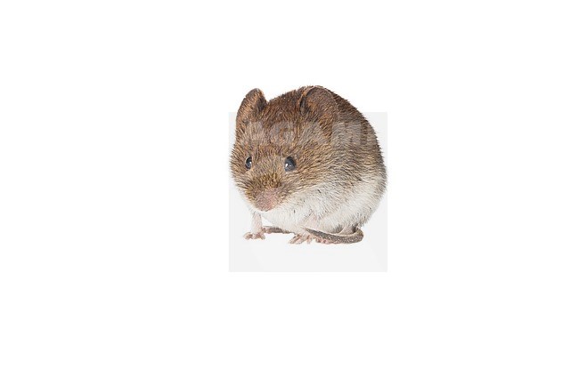 Field vole, Microtus agrestis stock-image by Agami/Theo Douma,