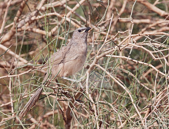 Arabische Babbelaar in zit; Arabian Babbler perched stock-image by Agami/Markus Varesvuo,