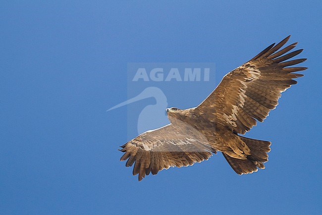 Steppe Eagle - Steppenadler - Aquila nipalensis, Oman, 4th cy stock-image by Agami/Ralph Martin,