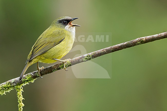Mindanao Heleia (Heleia goodfellowi) Perched on a branch in the Philippines stock-image by Agami/Dubi Shapiro,