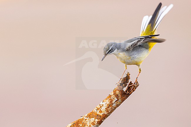 stock-image by Agami/Menno van Duijn,