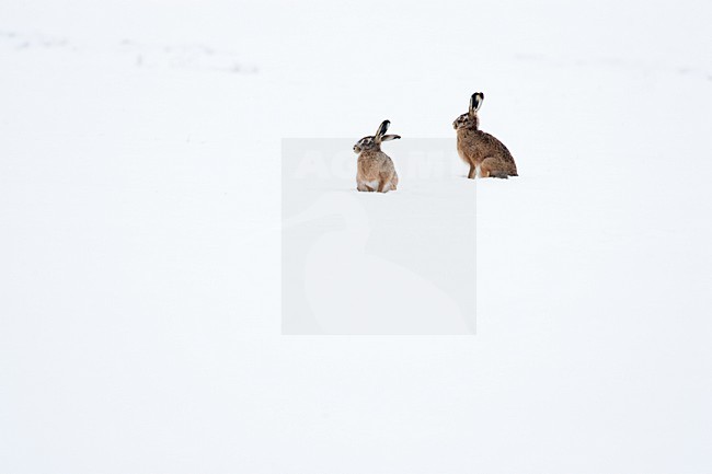 Europese Haas in de sneeuw, European Hare in the snow stock-image by Agami/Menno van Duijn,