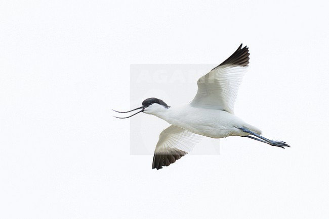 calling adult pied avocet (Recurvirostra avosetta) in flight, found at Texel in the Netherlands stock-image by Agami/Mathias Putze,