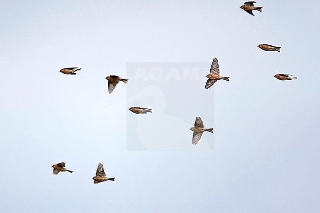 Flying flock of Linnet (Linaria cannabina) in the Netherlands. Flying overhead. stock-image by Agami/Harvey van Diek,