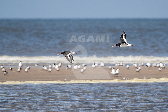 Two Eurasian Oystercatchers flying low over the beach with terns in background stock-image by Agami/Arnold Meijer,