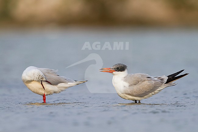 Reuzenstern; Caspian Tern, Hydroprogne caspia, Oman, 2nd cy stock-image by Agami/Ralph Martin,