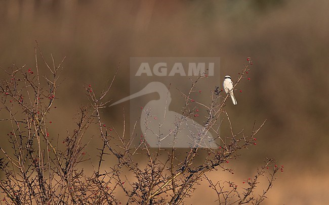Great Grey Shrike (Lanius excubitor excubitor) perched adult in Nordsjælland, Denmark stock-image by Agami/Helge Sorensen,
